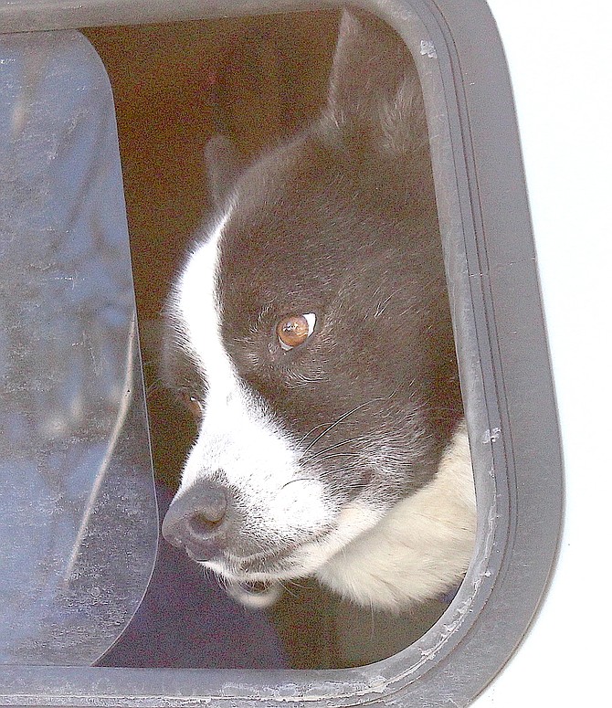 A Karelian bear dog waits patiently in the back of a Nevada Department of Wildlife truck in Gardnerville in January.