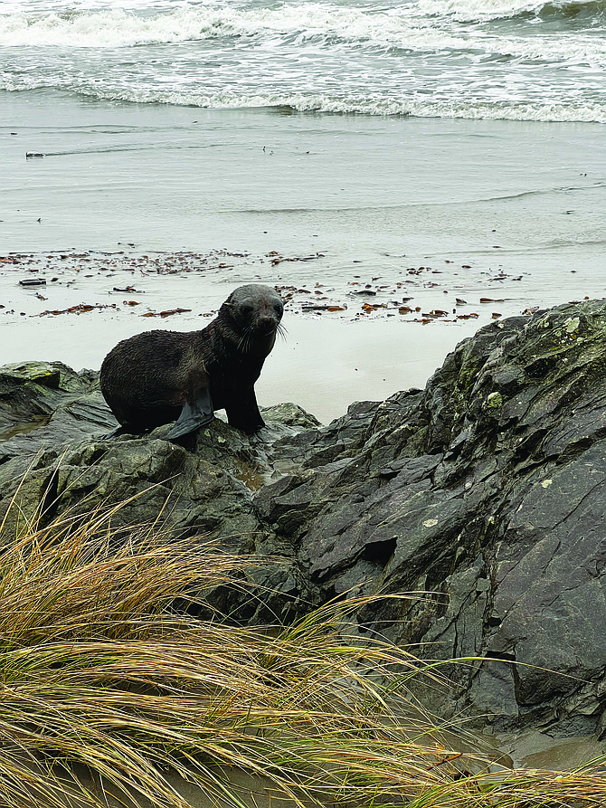 A sea otter observation excursion at Neah Bay recently turned into a rescue of a northern fur seal pup that had become entangled in material wrapped around its neck.