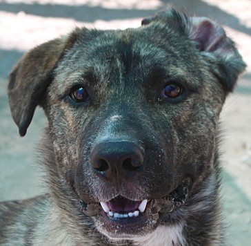 Kaipo is a handsome two-year-old Anatolian Shepherd. He is full of energy and ready to have fun. He loves people and hugs. Kaipo needs someone who will keep him busy and active.