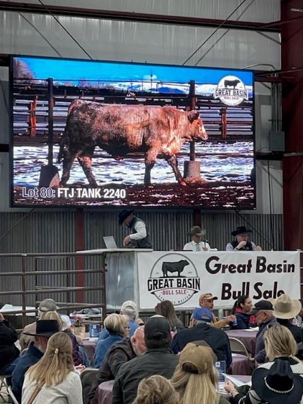 Great Basin Bull Sale branded a success | Carson City’s Trusted News ...