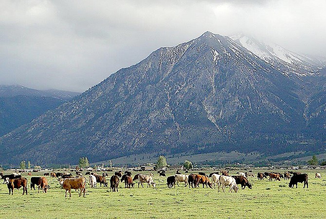 Cattle graze in the shadow of Jobs Peak. While they tend to be placid, their owners are feeling stress, according to research. University of Nevada, Reno, photo