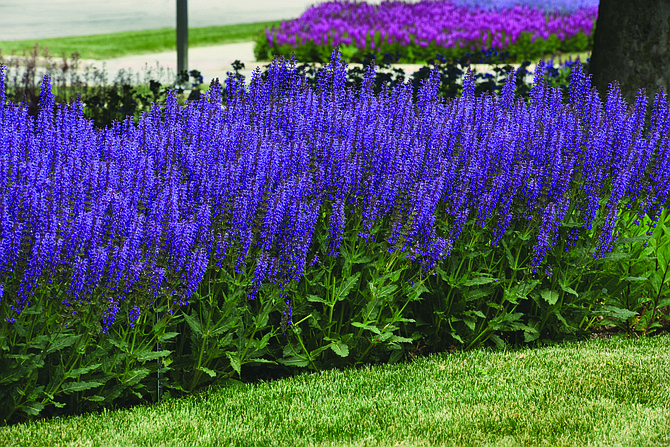 Salvia Blue By You, a meadow sage, brings larger, intense blue-purple blooms two weeks earlier than most and keeps growing through the summer with dead-heading.