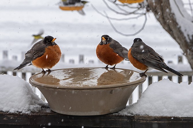 Three robins gather around a birdbath in Minden, no doubt discussing the impending arrival of spring.