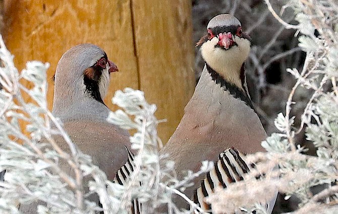 Chukar look for seeds near Foothill in this photo take by resident Cheryl Broumley. According to the Nevada Department of Wildlife, it has been 130 years since the birds were introduced in North America.