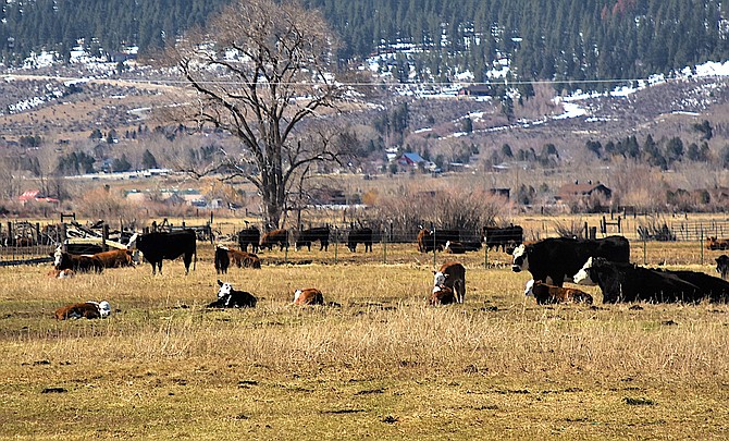There is a bumper crop of calves in the Valley's fields this spring. Photo by Tim Berube