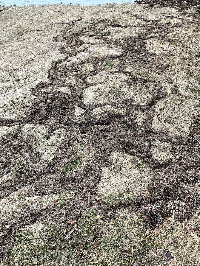 After a normal winter there is usually some damage to lawns caused by voles. After this winter, it may be much worse than usual.