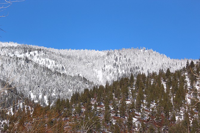Fresh snow flocks trees in the Carson Range above Genoa on Wednesday morning.