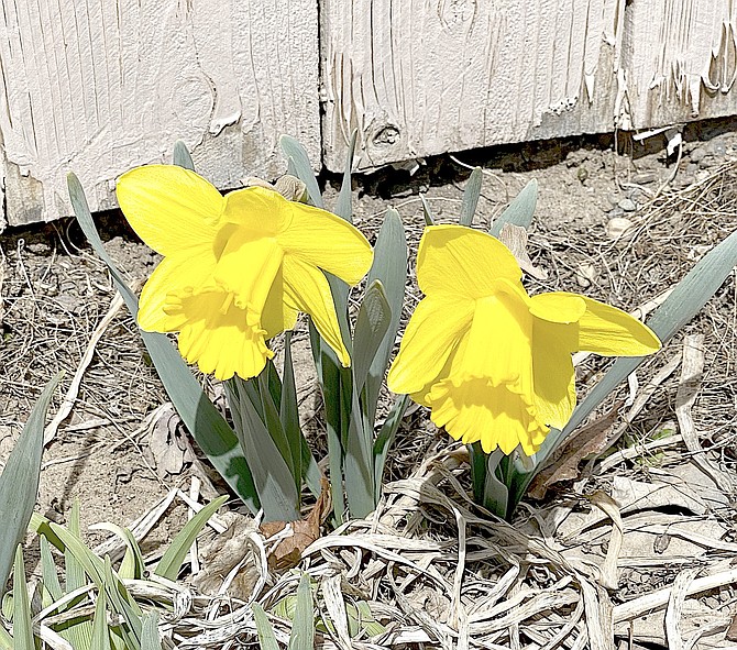Robin Sarantos sent in this photo of daffodils blooming in Minden.
