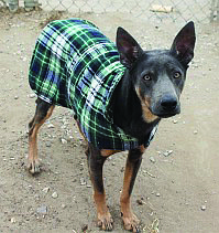 Leroy is a perky 2-year-old shepherd mix. He is a little shy around new people but warms up quickly and wants to make friends. Leroy can be anxious about car rides and new places, but he adjusts, as he gets more familiar with the routine. He would do best in an adult-only home or a home with older children.