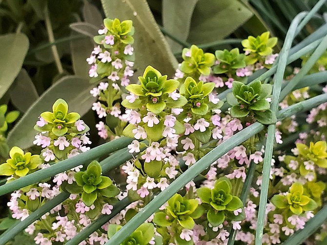 Extension’s first Grow Your Own, Nevada! online workshop May 2 will focus on growing herbs and edible flowers, such as sage, chives and lemon thyme shown here.