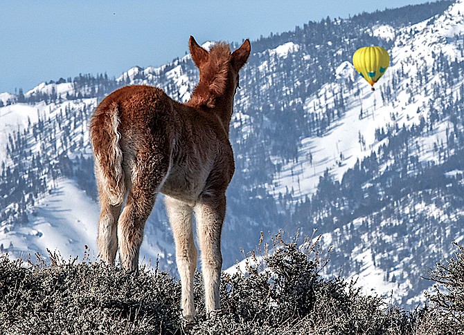 A colt looks out over the landscape as a balloon drifts past the Carson Range. Photo special to The R-C by JT Humphrey