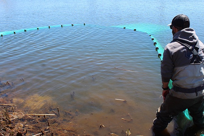 Travis Hawk of NDOW helps pull the net to the shore of Baily Fishing Pond on April 12.