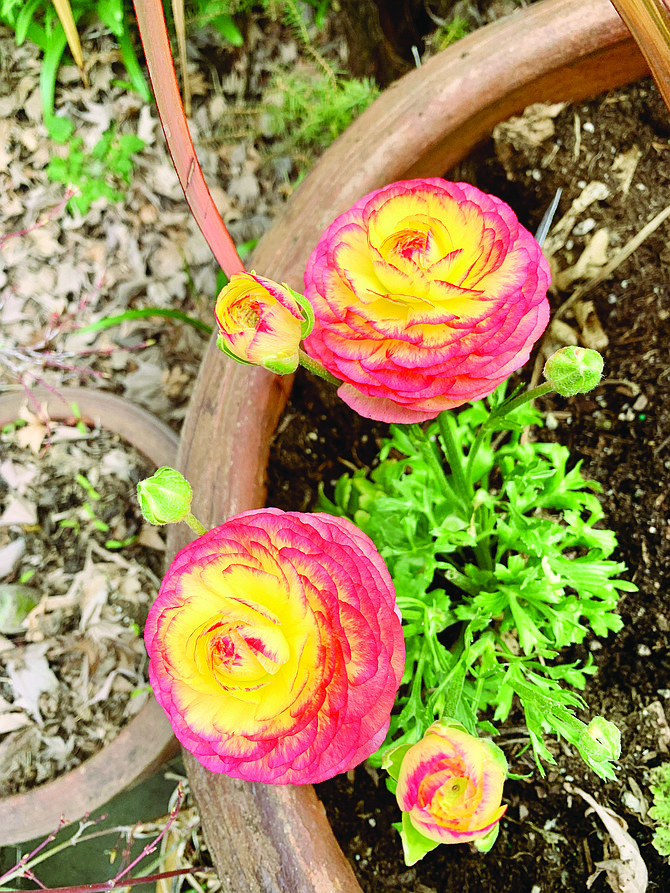 Sometimes called ‘the rose of spring’ or ‘Persian buttercup,’ ranunculus come in singles or doubles, smooth-edged or ruffled, in solids and picotees.