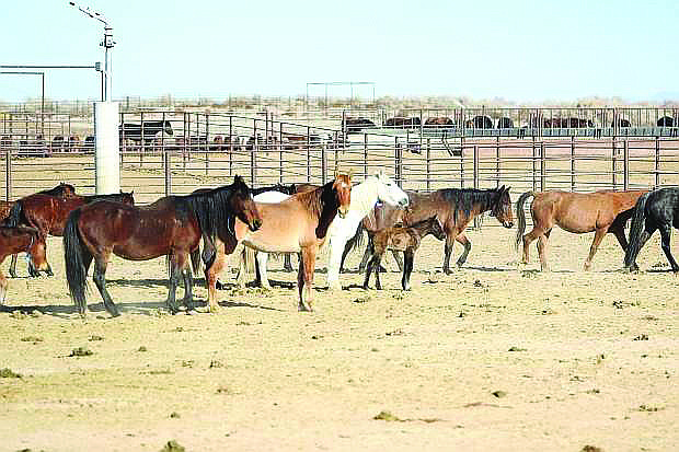 Wild Horse and Burro  Bureau of Land Management