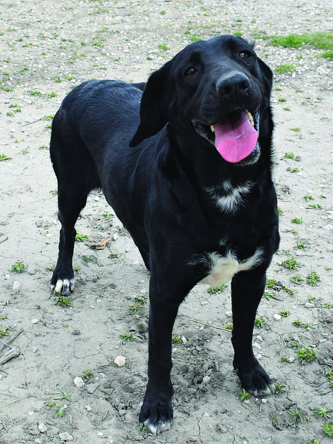 Gaz is a sweet 4-year-old Lab mix. She loves attention, people, and cuddling. In fact, she can be vocal if she wants your attention. Housetrained, Gaz does well with children, cats, and most dogs.