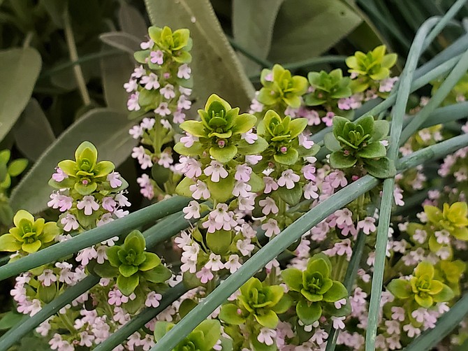 Extension’s first Grow Your Own, Nevada! online workshop May 2 will focus on growing herbs and edible flowers, such as sage, chives and lemon thyme.