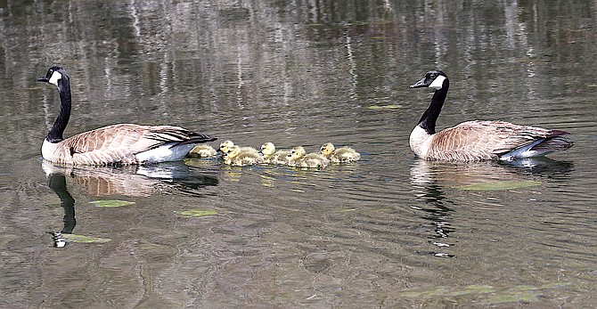 Kimra McAfee photographed this goose family at Jake's Wetlands.