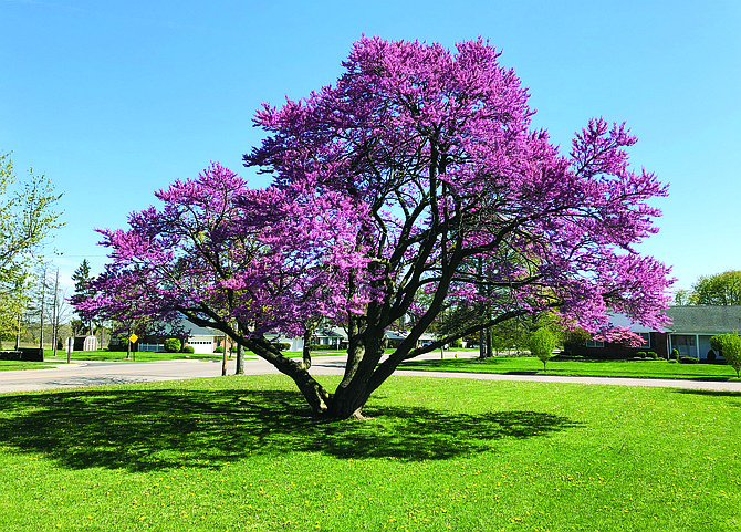 This old Eastern redbud, Cercis canadensis, bursts into deep pink bloom in late April, early May. While it has spawned several offspring, the original plant has many virtues.