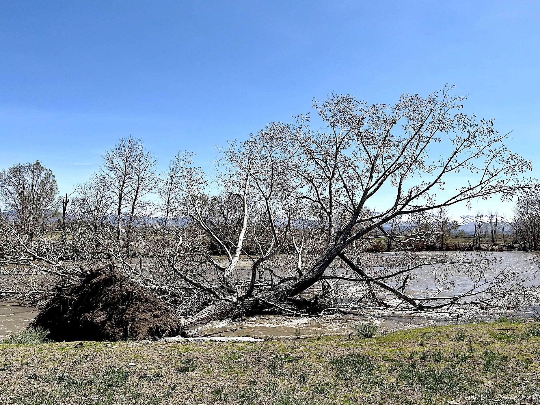 The Arbor Day 2023 R-C Morning Report | Serving Minden-Gardnerville And ...