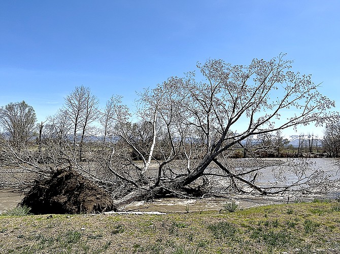 Frank Dressel submitted this photo of a tree that fell into the East Fork on Thursday. It's been a hard year for trees.