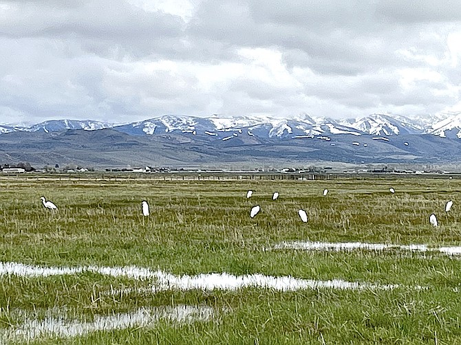 It was raining water birds out in Carson Valley's fields on Tuesday as shown in this photo submitted by Frank Dressel