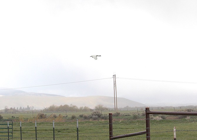 An egret flies over a field in Carson Valley on Saturday.