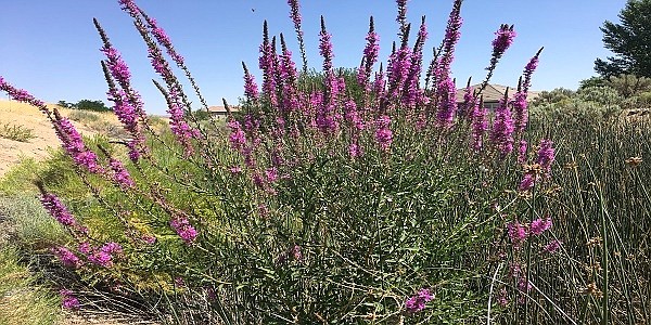 Purple loosestrife.