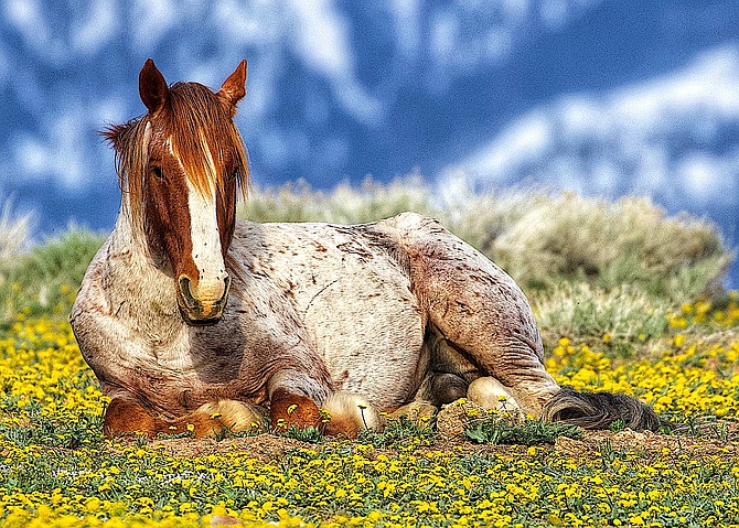 Karen Martell took this photo of wild horse Santiago lying in the wildflowers.
