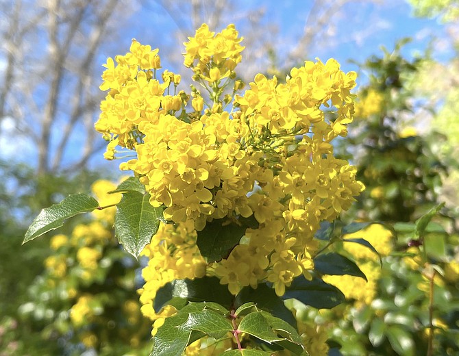 A Mother's Day bouquet courtesy of an Oregon grape growing north of Genoa on Sunday morning.