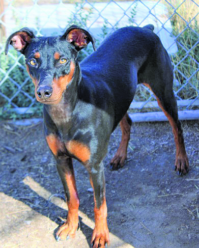 Gemma is a sweet 2-year-old Manchester Terrier who can be a bit shy, but she warms up quickly. She is looking for that special someone who will take time to give her attention and focused training. Gemma is not a fan of cats or dogs and would love to be an only pet.