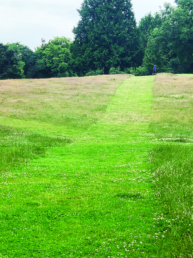 Seattle Parks and Recreation intentionally skipped mowing swaths of Woodland Park during the pandemic shutdown to encourage pollinators and lower maintenance.