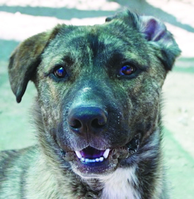 Kaipo is a charming 2-year-old shepherd mix. A lover of people and hugs, he is full of energy and ready to have fun. He came to CAPS because his people kept moving finally leaving him behind. Kaipo is looking for a BFF who appreciates his enthusiasm and energy.