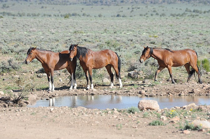 Wild horses gather at a watering hole in the Pine Nuts on Monday in this photo from Marilyn Smith.