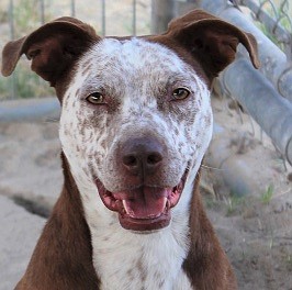 Bella is a gorgeous 4-year-old Catahoula mix. She is a friendly, sweet girl that loves people and children. Bella enjoys playing ball and walks well on a leash. Not fond of other dogs, she is looking for a home where she can be the only dog.