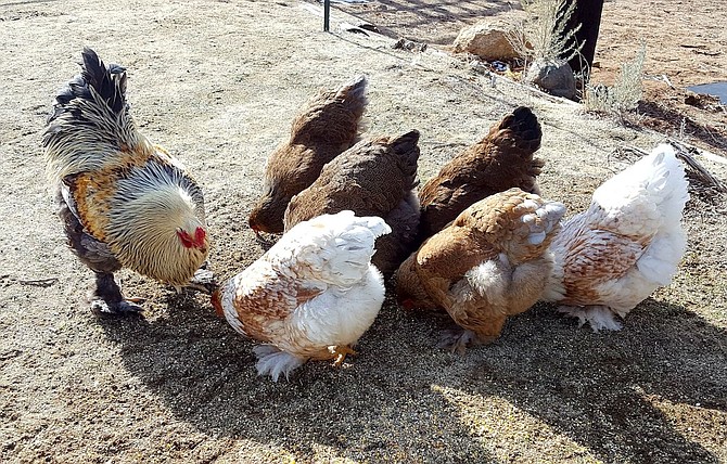 University of Nevada, Reno Extension is providing a Zoom class series on raising chickens and selling eggs.