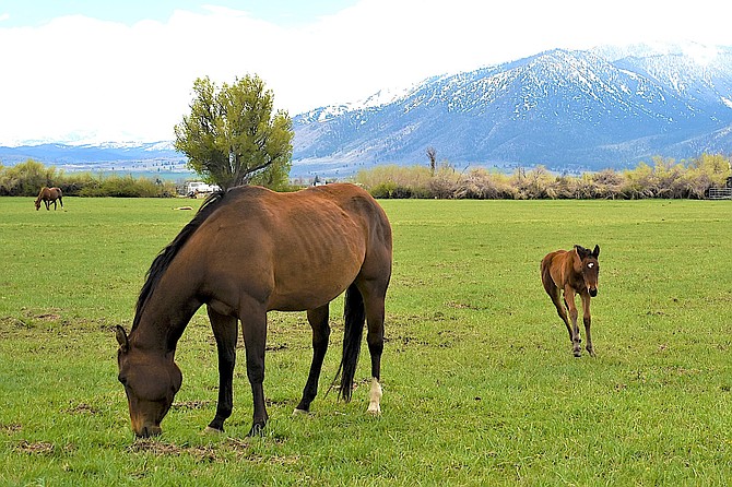 A colt was still a little wobbly on May 3 in this photo taken by Gardnerville resident Tim Berube. Horses can be vaccinated against west Nile virus, which can be lethal.