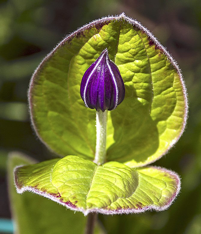 A 'Stand By Me' shrub clematis opening in Minden this week as part of our Carson Valley super bloom. The locust trees are blooming across the Valley with their sweet scent. Photo special to The R-C by Jay Aldrich