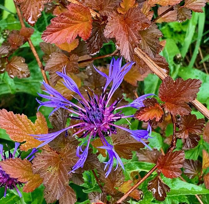 Ninebark delivers one of the best foliage shows year-round for Pacific Northwest gardens. Ninebarks like consistent moisture and full sun to partial shade.