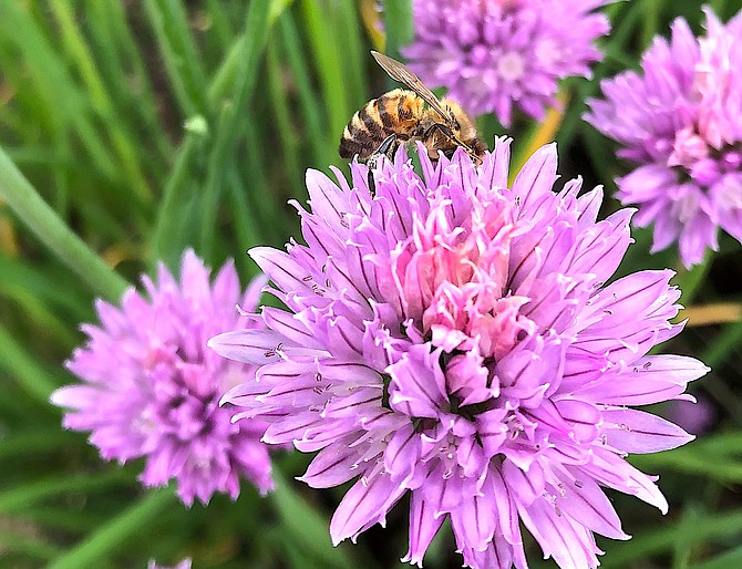 A bee works a chive flower last week. Photo special to The R-C by Jeff Garvin