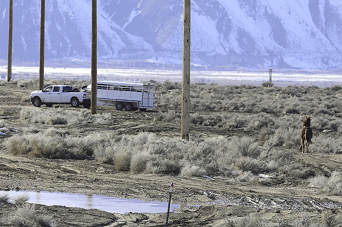 A wild horse watches as other members of his band are taken away in February. Pinenut Wild Horse Advocates photo