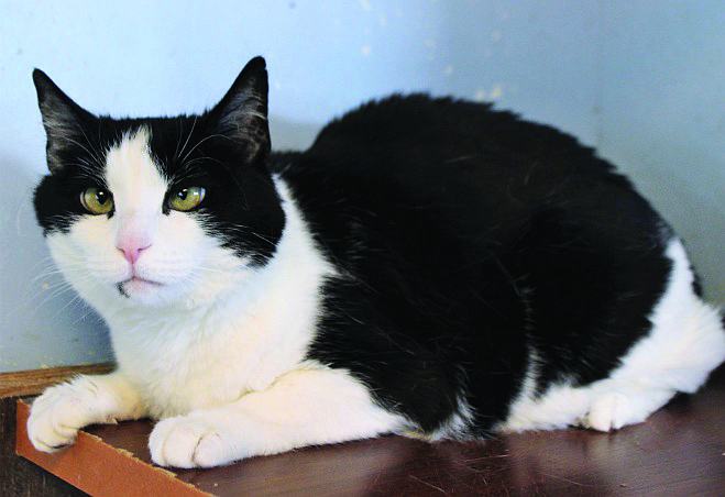 Quinn is a gorgeous 10-year-old tuxedo. She is a bit shy but very sweet. Mostly, Quinn enjoys hanging out in her cat tree or finding tiny places where she can snuggle in and snooze. She gets along with most cats.