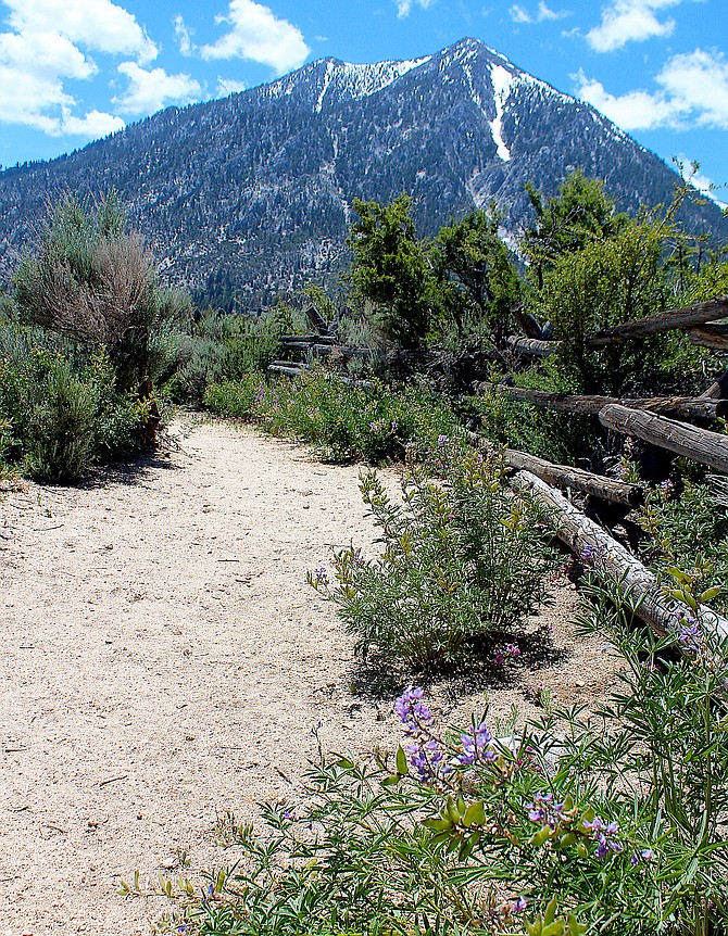 Flowers bloom along the Jobs Peak Trail on Wednesday afternoon as the trails namesake rises above it.