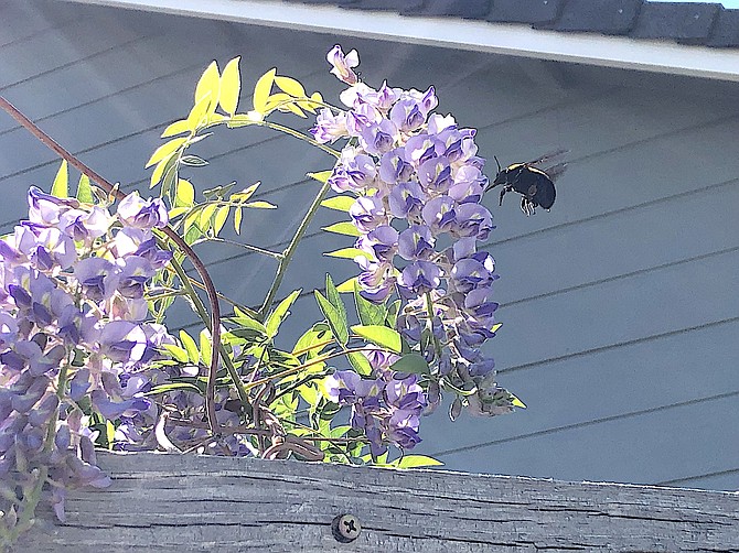 A bumble bee on Jeff Garvin's wisteria in Fredericksburg.