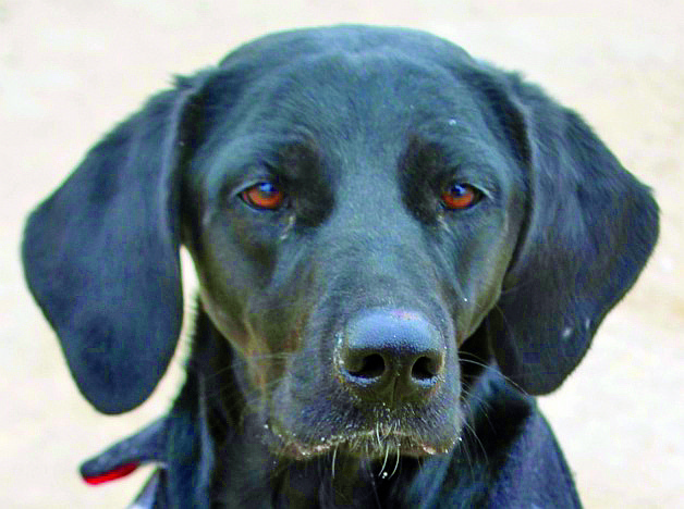 Stella is an adorable 3-year-old Lab mix. She is a bit nervous but is very sweet and loves people. Stella has energy and likes to run, especially next to a bike. She is looking for a home where she can be the only dog.