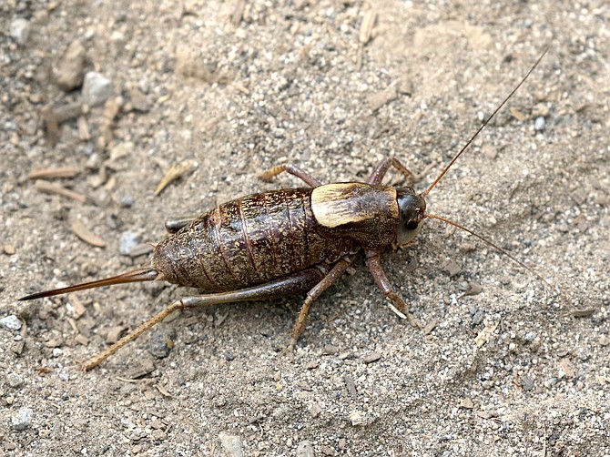 A female Mormon cricket.