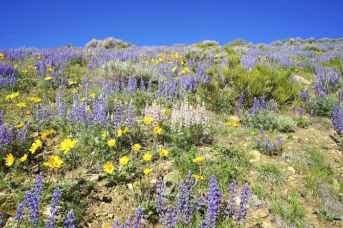 Wildflowers take over the hill above Topaz Ranch Estates in this May 21 photograph by resident John Flaherty