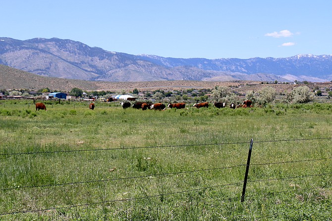 Cattle on Buzzy’s Ranch on June 21, 2023.