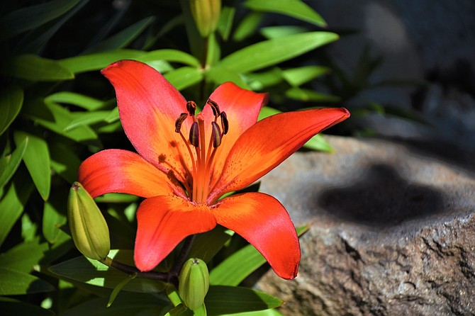 Gardnerville resident Tim Berube's lillies opened in time for the first day of summer.