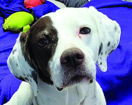 Dixie is a lovely 13-year-old English Pointer. She is a sweet dog who craves companionship. In spite of arthritis and an old tendon injury, she is quite agile and loves going on walks. In fact, she still gets random bursts of energy just like a puppy. She is looking for a forever home where she can be the only dog.