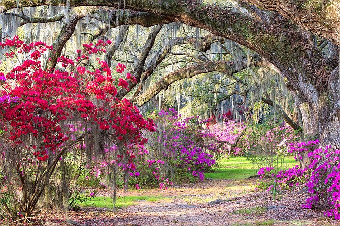 Live oak trees dripping with Spanish moss and surrounded by azaleas make for a charming spring walk in Charleston, South Carolina.